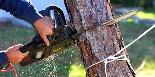 Reliable La Grange, TX  Tree Services Solutions