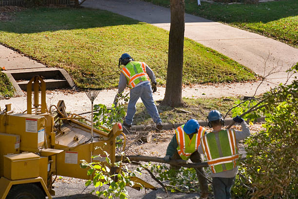 Best Tree and Shrub Care  in La Grange, TX