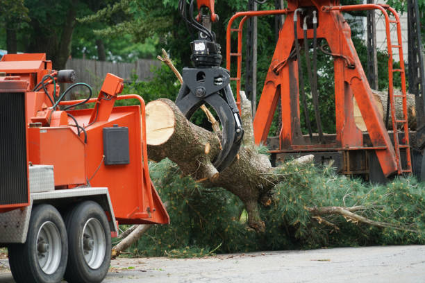 Best Lawn Dethatching Services  in La Grange, TX