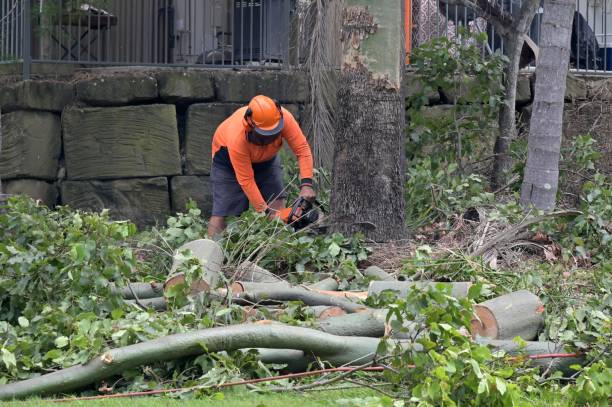  La Grange, TX Tree Services Pros