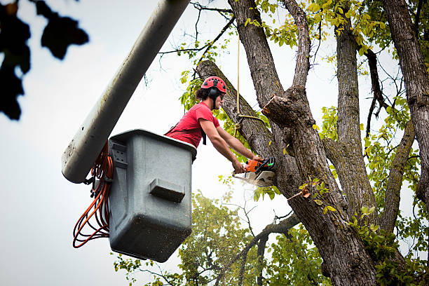 Best Tree Cabling and Bracing  in La Grange, TX